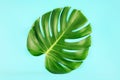 One tropical jungle monstera leaf isolated on blue background.