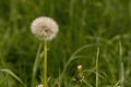 One tuft of white dandelion in green grass