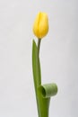 One tulip