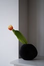 One tulip in black vase on white shelf in room. Minimal concept of cozy home. Japandi style. Simple home decor Royalty Free Stock Photo