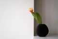 One tulip in black vase on white shelf in room. Minimal concept of cozy home. Japandi style. Simple home decor Royalty Free Stock Photo