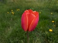 One tulip flower. Spring and Easter background with a tulip in the spring garden. Close-up of a red tulip on a green background. Royalty Free Stock Photo