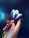 One tulip in a woman`s outstretched hand. Greeting.  on a bright dark background. Elegant flower. Royalty Free Stock Photo