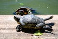 One turtle laying in the sun heat on a wooden piece by a lake in a sunny day