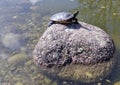 One turtle resting solo in the sun on a rock or stone in a pond of murky water