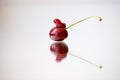 One twin cherry fruit close up macro shot on white mirror background with reflection, looks like male penis and balls Royalty Free Stock Photo