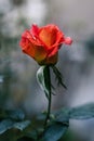 One two-color red orange rose bloom in garden. Cold green background. For holiday cards, Valentine Day Royalty Free Stock Photo