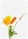 One, Two, Three Poppies on White Royalty Free Stock Photo