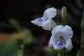 one type of butterfly pea flower which is white and small in size Royalty Free Stock Photo