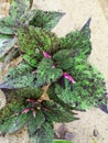 One type of croton like plant