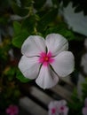 one type of flower whose color is white mixed with a little red