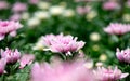 One type of light pink chrysanthemum flowers and also show part of leaves with stalk on green background Royalty Free Stock Photo