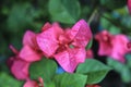 One type of local pink bougainvillea, which has the nickname paper flower