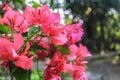 One type of local pink bougainvillea, which has the nickname paper flower