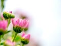 One type of pink chrysanthemum flowers or Thai name call Mam Chompoo and also show part of leaves with stalk on white and gray Royalty Free Stock Photo