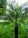 One type of plant name date palm.Growing datepalm