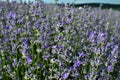 One type of purple Lavandula