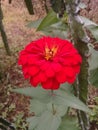 One type of red flower