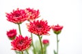 One type of red orange chrysanthemum flowers on white and gray background Royalty Free Stock Photo
