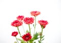 One type of red orange chrysanthemum flowers on white and gray background Royalty Free Stock Photo