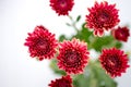 One type of red orange chrysanthemum flowers on white and gray background Royalty Free Stock Photo