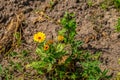 One orange tagetes in the garden Royalty Free Stock Photo