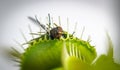 One unlucky fly inside venus fly trap Royalty Free Stock Photo