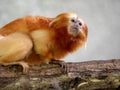 Unusually colored Golden Lion Tamarin, Leontopithecus rosalia Royalty Free Stock Photo