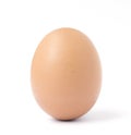 One upright brown chicken egg. Royalty Free Stock Photo