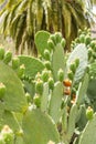 One of the varieties of cacti Royalty Free Stock Photo