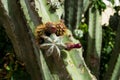One of the varieties of cacti Royalty Free Stock Photo