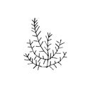 One vector greens, rosemary, bush hand drawn clip art. Black gardening Royalty Free Stock Photo