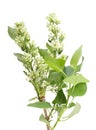 One vertical branch of white lilac Royalty Free Stock Photo