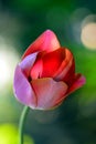 One vertical red tulip in garden with green bloor background Royalty Free Stock Photo