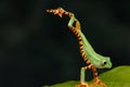 One very interesting moment in nature. Green frog up close. The frog jumps on a green leaf. Dark background.