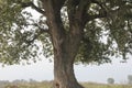 One very large standing alone tree, a huge old tree with lots of branches