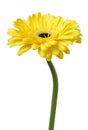 One Vibrant bright yellow gerbera daisy flower blooming isolate on white background Royalty Free Stock Photo