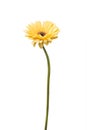 One Vibrant bright yellow gerbera daisy flower blooming Royalty Free Stock Photo