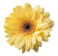 One Vibrant bright yellow gerbera daisy flower blooming Royalty Free Stock Photo