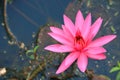 One Vibrant Pink Tropical Water Lily Flower Blooming in the Pond Royalty Free Stock Photo