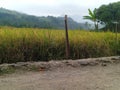 one of the views of the rice fields and mountains in the countryside.