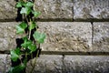 One vine of Green ivy on the Stone Wall close-up Royalty Free Stock Photo