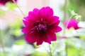 One violet ball shaped Dahlia blossoms. Blooming Dahlia flowers in late summer. Royalty Free Stock Photo