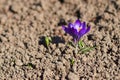 One violet flower crocus closeup on a soil