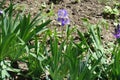 One violet flower of iris in the garden in May Royalty Free Stock Photo