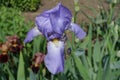 One violet flower of Iris germanica in May Royalty Free Stock Photo