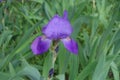 One violet flower of Iris germanica Royalty Free Stock Photo
