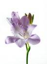 One violet freesia isolated