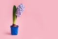 One violet hyacinth in pot with green leaf isolated on pastel light blue background. Spring flower bouquet, minimal