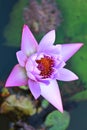 One violet lotus in swamp